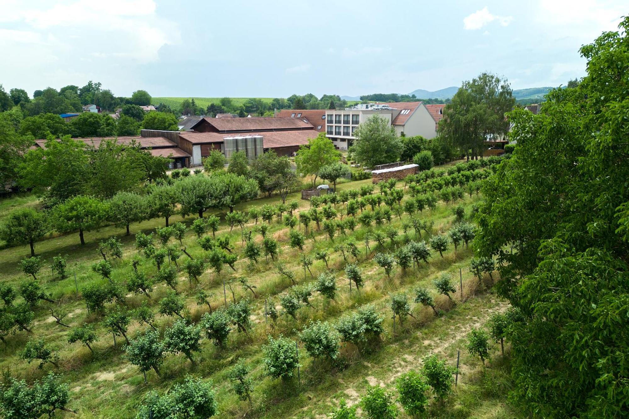 Weinhotel Fritz Walter Niederhorbach Ngoại thất bức ảnh